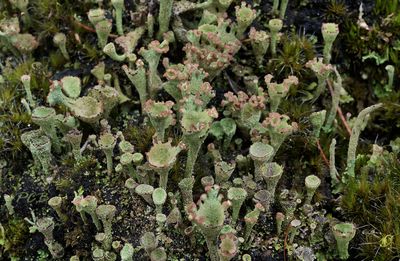 Rafelig bekermos  Cladonia ramulosa