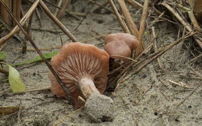 Helmdikhoed, Leucopaxillus paradoxus