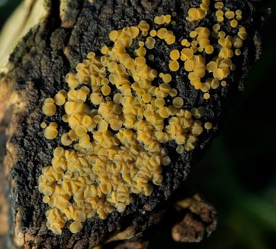 Geelgroene mollisia