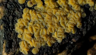Geelgroene mollisia, 1½ - 2 mm per schijfje - Mollisia ventosa