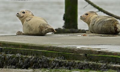 Zeehonden op de boothelling