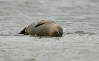 Slapende zeehond waddenzee, heeft nog niet in de gaten dat het water snel stijgt