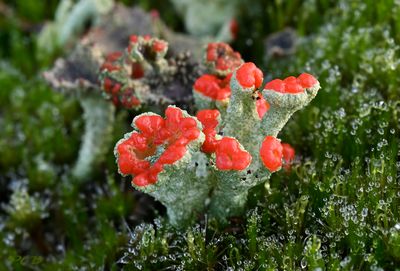 Cladonia coccifera.