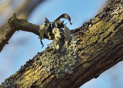 Groot takmos, Ramalina fraxinea