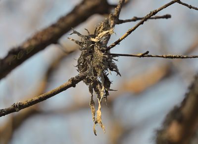 Groot takmos, Ramalina fraxinea