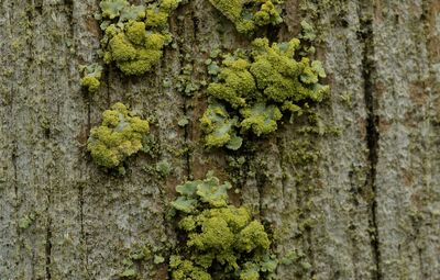 Geel boerenkoolmos, Vulpicida pinastri