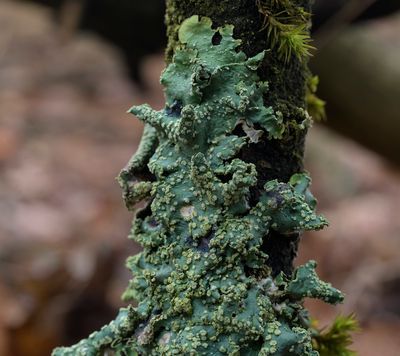 Punctelia jeckeri