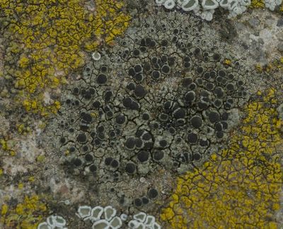 Lecanora sulphurea