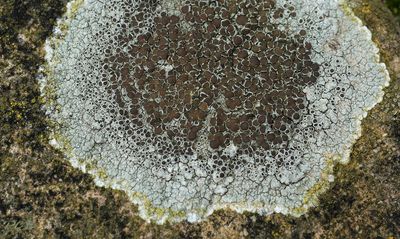 Kastanjebruine schotelkorst schoolvoorbeeld, Lecanora campestris