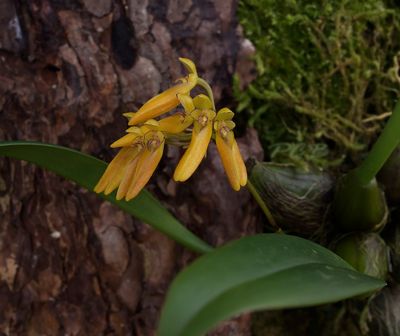 Bulbophyllum forrestii