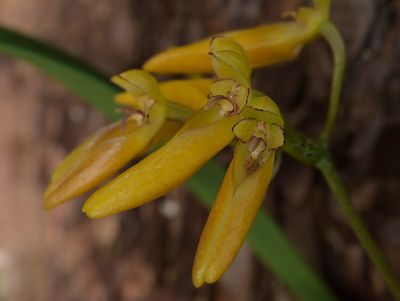 Bulbophyllum forrestii