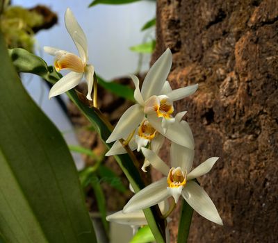 Coelogyne lactea