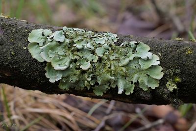 Fraai schildmos, parmelina tiliacea.