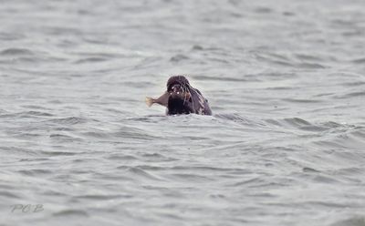 Zeehond met platvis 