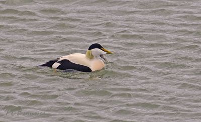 Eider man 