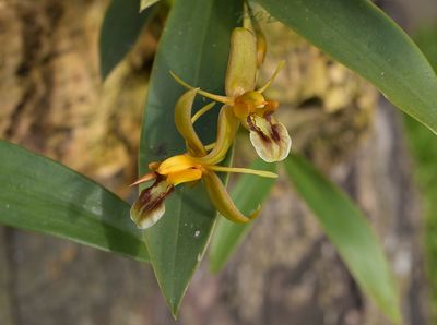 Coelogyne Flavida op kurkschors