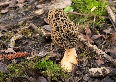 Morchella americana