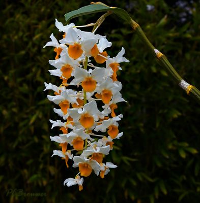 D. thyrsiflorum bloemen 4 cm