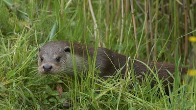 Otter,  Lutra lutra