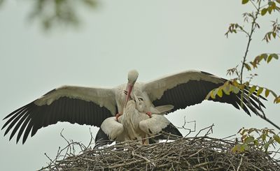 Ooievaar  Stork