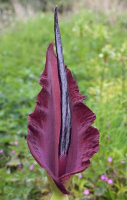 Dracunculus vulgaris, bloem 40 cm 