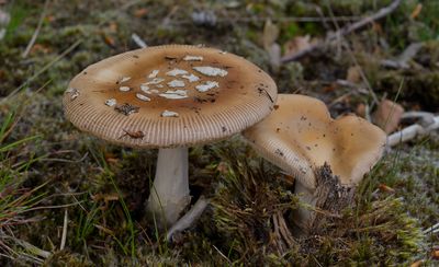 Amanita gemmata, narcis amaniet