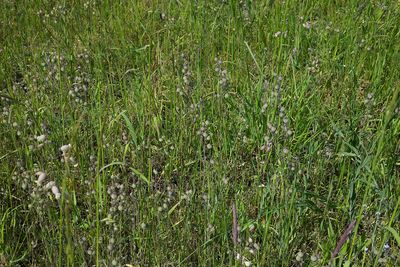 Kegelsilene