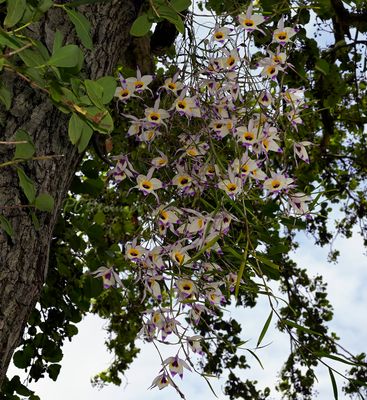 Dendrobium falconeri, nog meer bloemen als vorig jaar