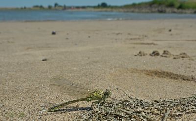 Verse rivierrombout aan het uitharden op het strand
