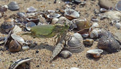 UItsluipende rivierrombout op Aziatische korfmossel