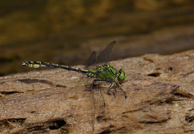 Gaffellibel - Ophiogomphus cecilia