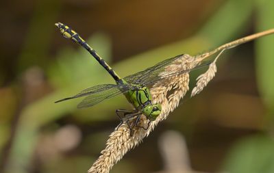 Gaffellibel - Ophiogomphus cecilia