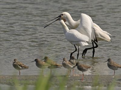 Bedelende jonge lepelaar