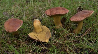 Boletus subtomentosus