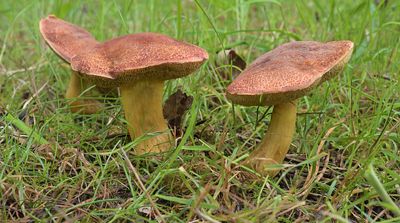 Boletus subtomentosus