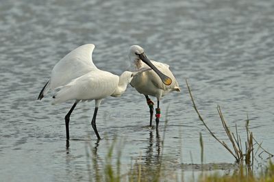 Overdadig  geringde lepelaar, de vogel heeft hier niet om gevraagd........