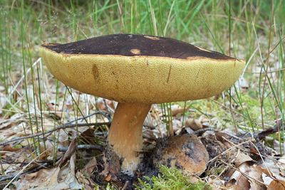 Bruingele fluweelboleet