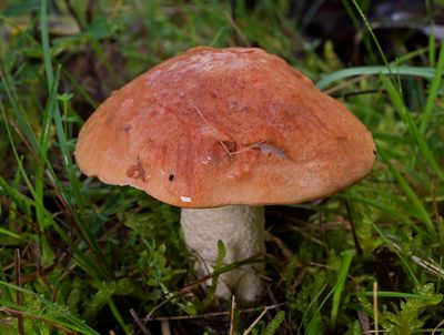 Populierboleet, Leccinum albostipitatum
