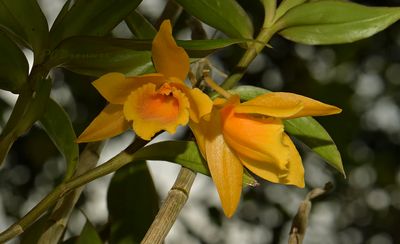 Dendrobium henryi