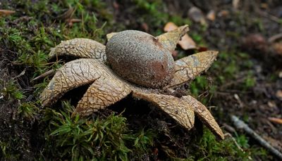 Weerhuisje, Astraeus hygrometricus