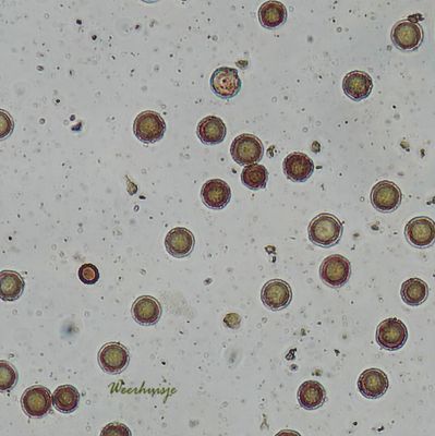 Weerhuisje 9 tot 10½ µm