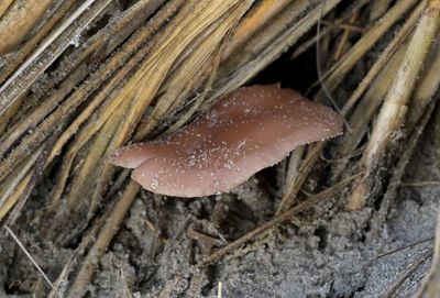 Leucopaxillus paradoxus, vaalroze trechterzwam