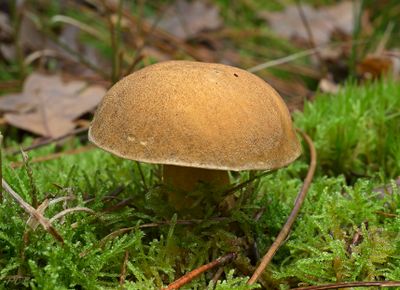 Fijnschubbige boleet, Suillus variegata