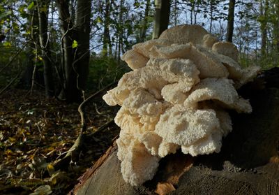 Pruikzwam, gelobde pruikzwam