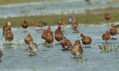 IJslandse grutto, Limosa limosa ssp. islandica