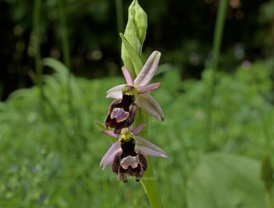 Hybrid Ophrys bertolonii ssp. drumana X  Ophrys insectifera