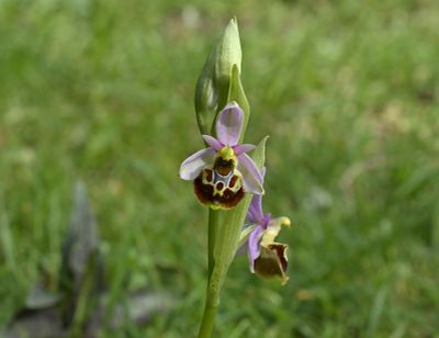 Gallery Ophrys fuciflora group