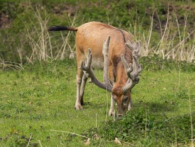 Warmbloedige dieren