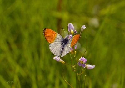 Vlinders-Butterflies  Piet Brouwer