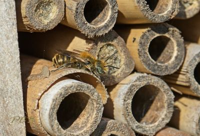 Blauwe metselbij mannetje, Osmia caerulescens